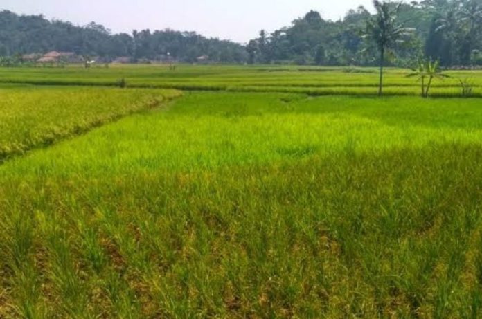 WhatsApp Image 2024-05-11 at 18.34.19