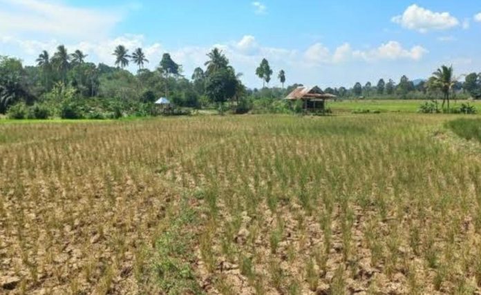 WhatsApp Image 2024-05-11 at 18.43.05